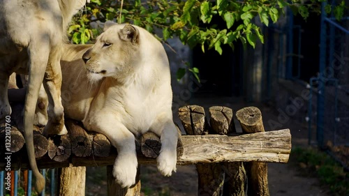 Lion in white lioness copulate while lying on the wood. Life of wild animals in nature