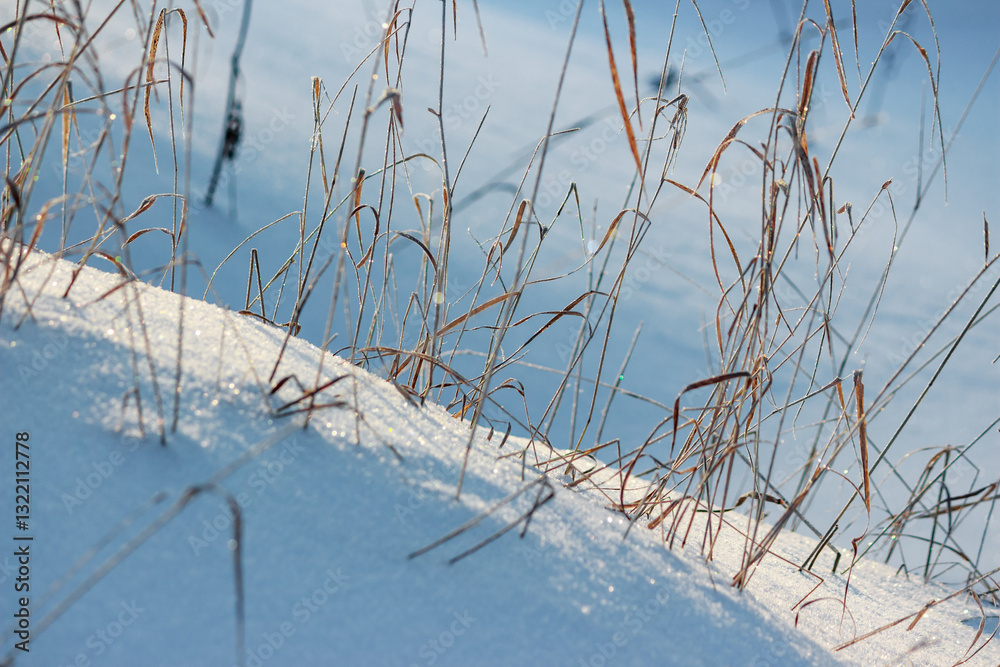 Fototapeta premium Winter background with dry grass sticking out of snow sparkling in the sun