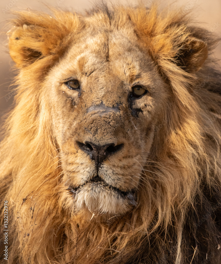 portrait of a lion