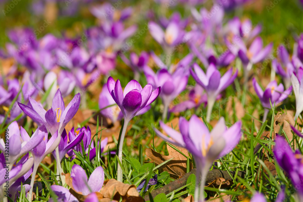 purple crocus flower among many crocus flowers purple crocus flower among many crocus flowers