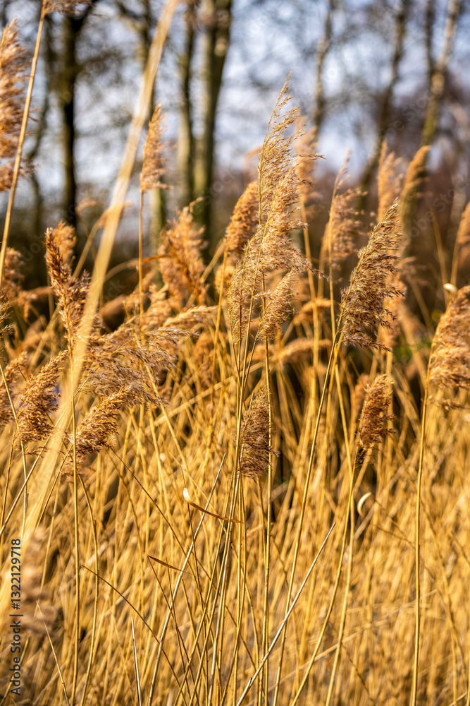 Fototapeta premium Golden reeds sway in the crisp winter light against a blurred woodland, capturing a tranquil moment of nature’s quiet seasonal hush