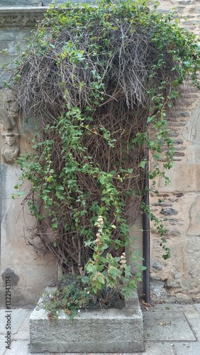 Plante haute sur un mur 