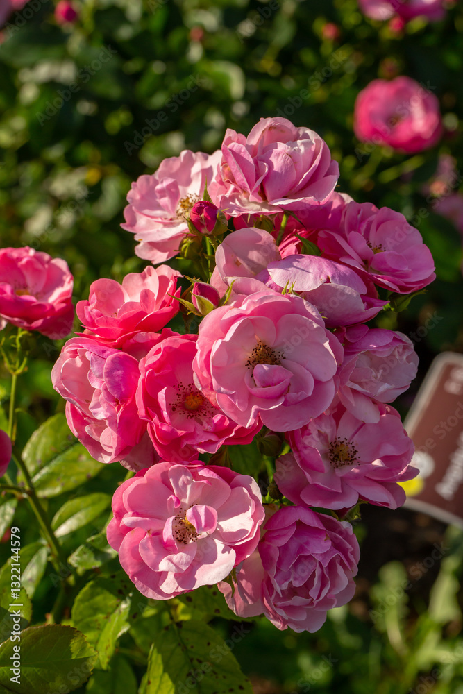 Blooming pink rose flower macro photography on a sunny summer day. Garden rose with pink petals close-up photo in the summertime. Tender rosa floral background.
Blooming pink rose flower macro photography on a sunny summer day. Garden rose with pink petals close-up photo in the summertime. Tender rosa floral background.