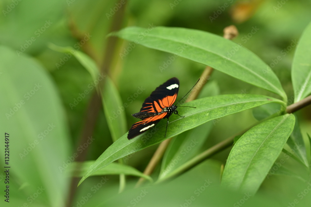 butterfly on a green leaf butterfly on a green leaf