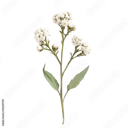 Delicate White Flowers Branch Elegant Nature Beauty Botanical Still Life