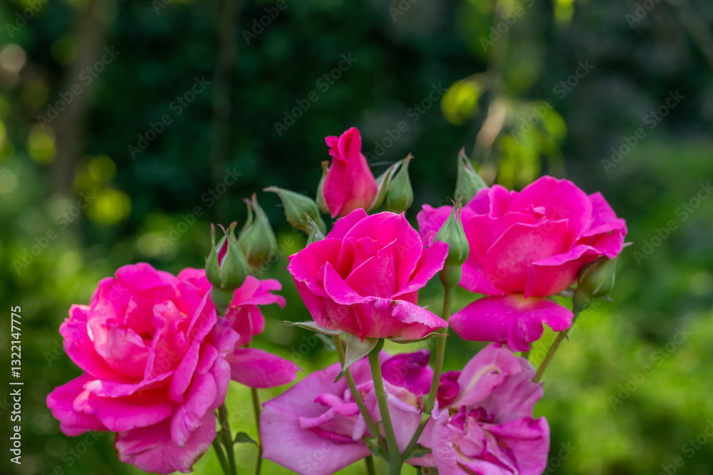 Blooming pink rose flower macro photography on a sunny summer day. Garden rose with pink petals close-up photo in the summertime. Tender rosa floral background.
Blooming pink rose flower macro photography on a sunny summer day. Garden rose with pink petals close-up photo in the summertime. Tender rosa floral background.