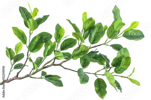 Wallpaper Mural Ficus Branch Cutout On Transparent Background. Botanical Plant For Design Elements. Isolated Branch. Torontodigital.ca