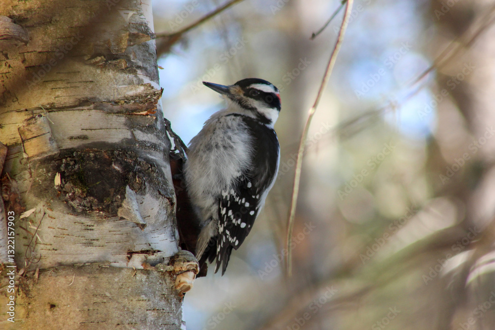 great spotted woodpecker on branch with blurry background of a sunny spring day