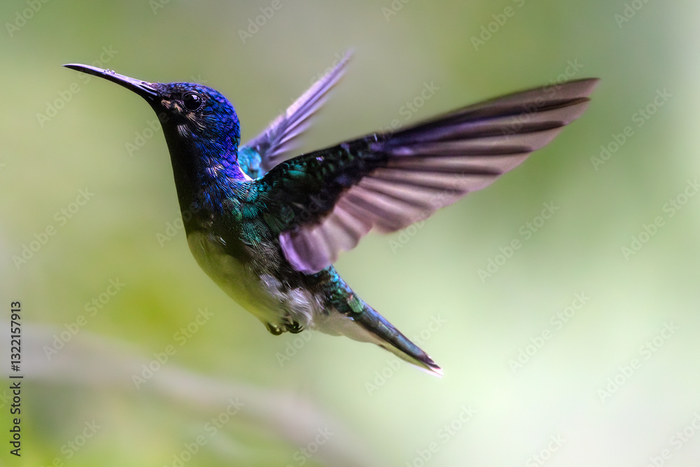 White-necked jacobin (Florisuga mellivora) in the flight, male. Cartago Province, Costa Rica. Selective focus on bird's eye