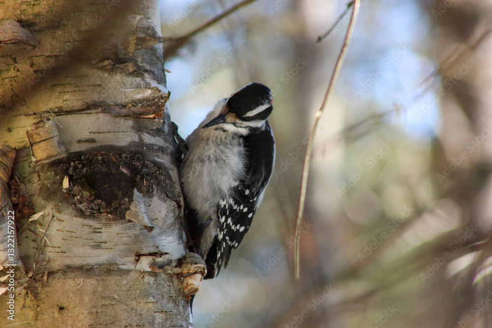 great spotted woodpecker on branch with blurry background of a sunny spring day