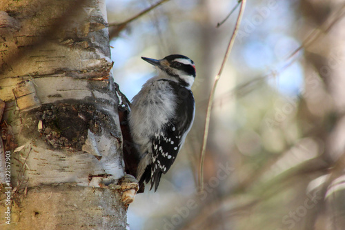 Obraz na płótnie great spotted woodpecker on branch with blurry background of a sunny spring day w salonie