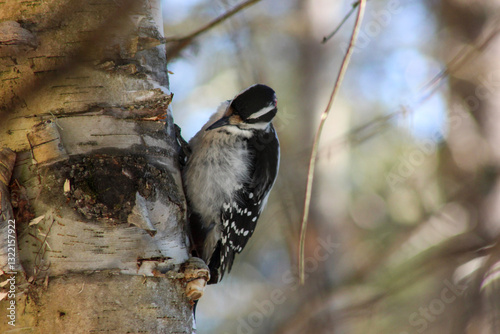 Obraz na płótnie great spotted woodpecker on branch with blurry background of a sunny spring day w salonie