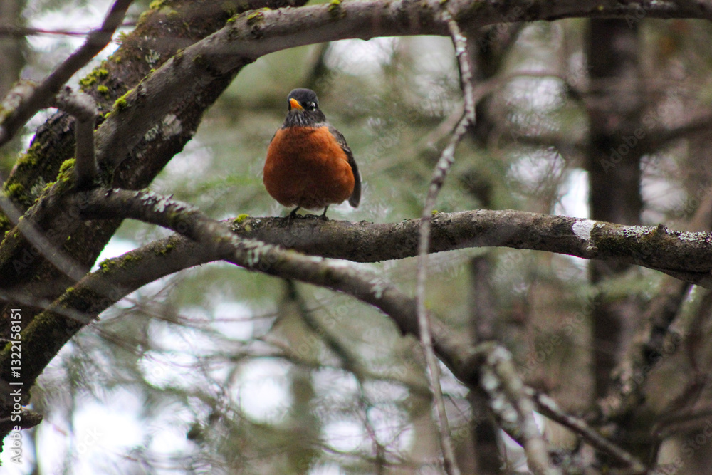 Robin bird sitting on a branch with a blurry background of a forest in spring