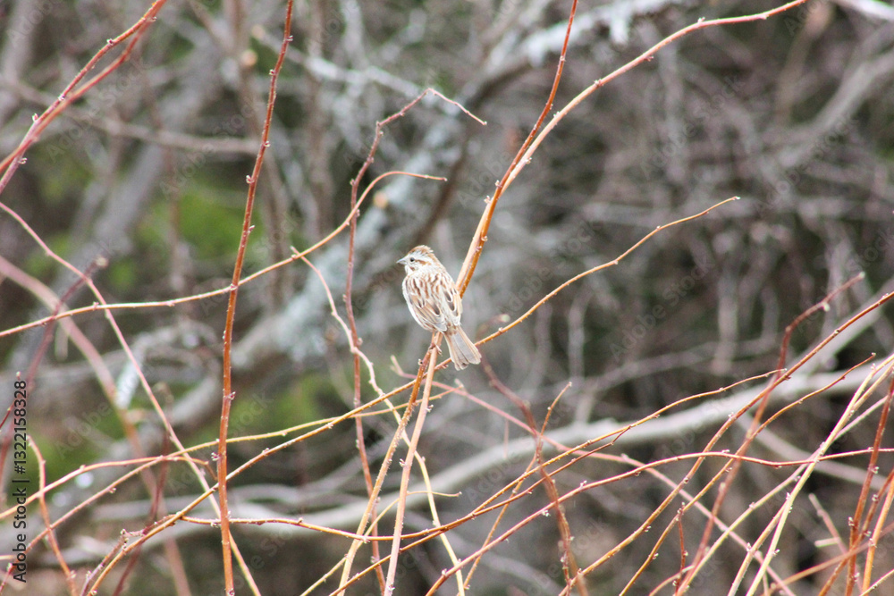 small bird on raspberry branches in spring time