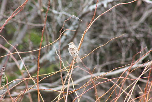 Obraz na płótnie small bird on raspberry branches in spring time w salonie
