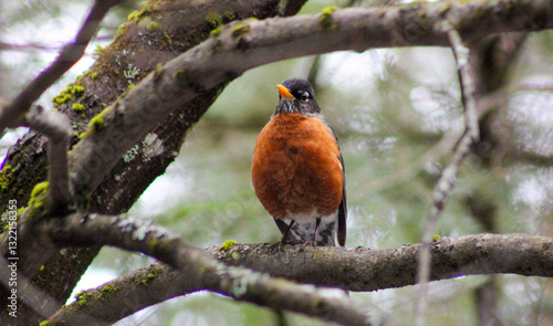 Obraz na płótnie robin on a branch of a tree covered with moss and blurry branches in the background on a spring day w salonie