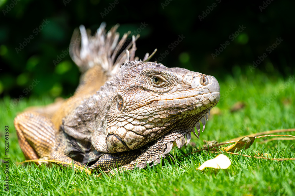 Green Iguana (Iguana Iguana) Large Herbivorous Lizard Staring on the Grass in a Garden Green Iguana (Iguana Iguana) Large Herbivorous Lizard Staring on the Grass in a Garden