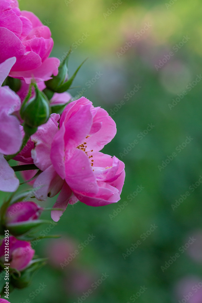 Blooming pink rose flower macro photography on a sunny summer day. Garden rose with pink petals close-up photo in the summertime. Tender rosa floral background.
Blooming pink rose flower macro photography on a sunny summer day. Garden rose with pink petals close-up photo in the summertime. Tender rosa floral background.