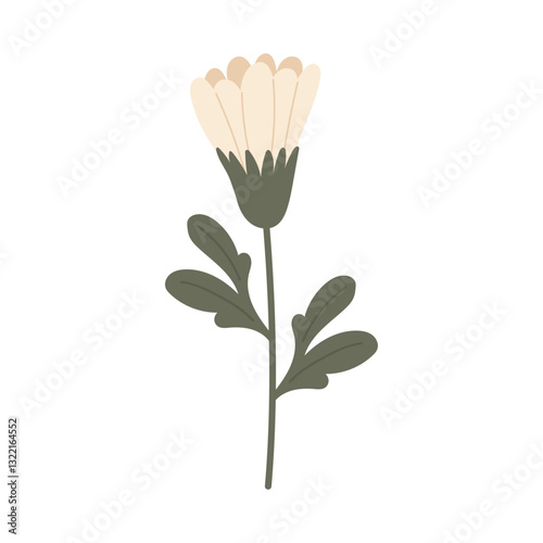Unopened chamomile bud. Vector illustration.
