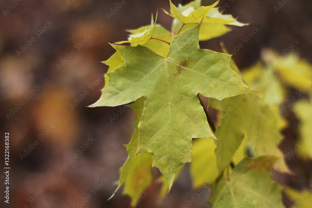 Fototapeta premium Yellow bright leaves close-up, nature of the east of Ukraine, natural, autumn