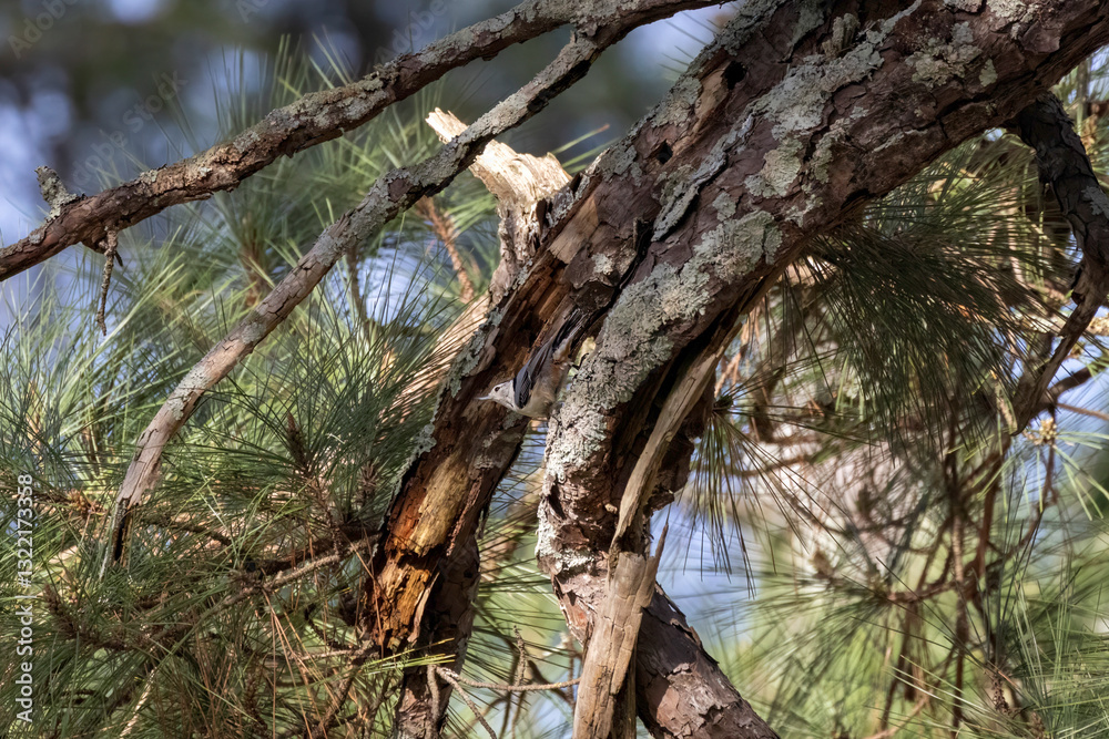 The white-breasted nuthatch (Sitta carolinensis) hidden in a crack  pine branch
