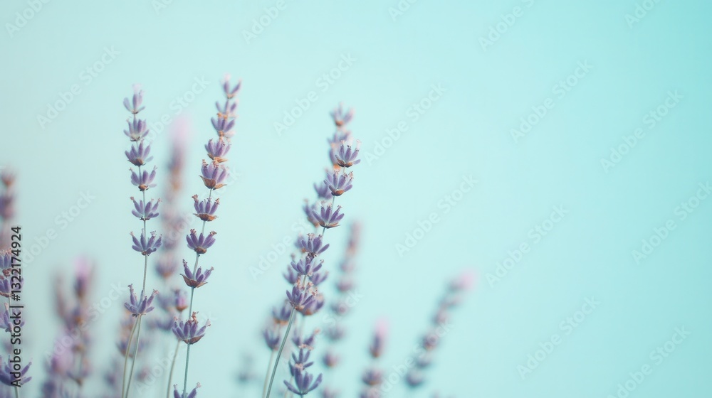 Fototapeta premium Serene lavender blooms against a gradient background of lavender to pale blue in a calming and meditative atmosphere