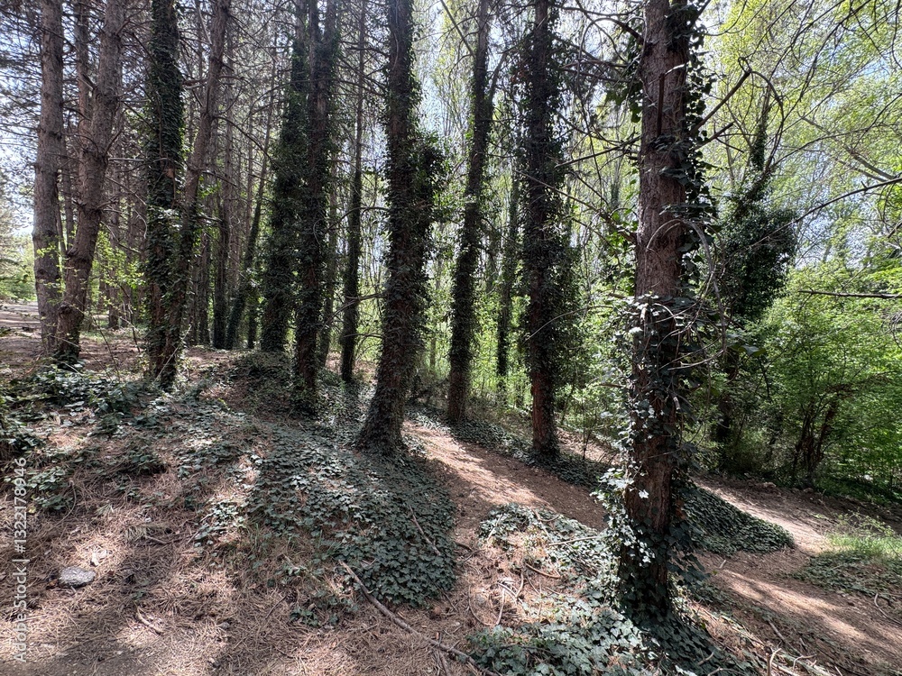 Obraz premium Beautiful mountain forest stream. Forest, ivy trees. Tree overgrown with ivy. Trees and wild ivy in the park. Ivy leaves on tree trunks.