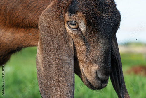 close up portrait of cute Nubian baby goat grazing at pasture at sunny summer day. rural farm life