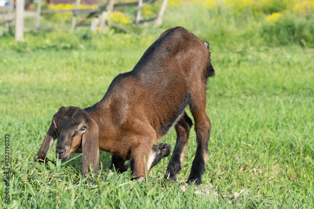 Nubian baby goat grazing at pasture at sunny summer day. rural farm life