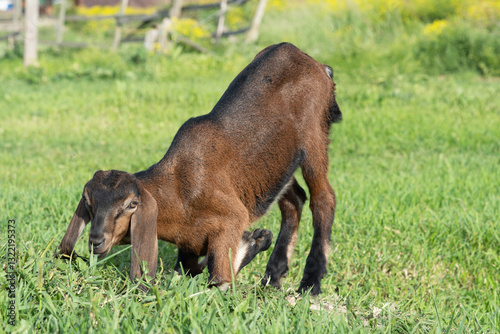 Obraz na płótnie Nubian baby goat grazing at pasture at sunny summer day. rural farm life w salonie
