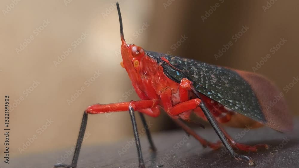 Rare bug black and red variety, India