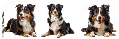 Wallpaper Mural Set dog Australian shepherd isolated on transparent background. PNG. Generated AI Torontodigital.ca