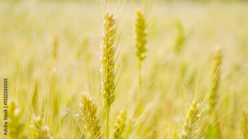 Harvesting Ripe Wheat in Autumn Fields Closeup Highlights of Agricultural Practices
