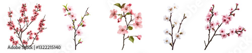 Delicate Blossom Collection Featuring Pink and White Floral Designs, PNG bundle collection, Isolated on Transparent Background