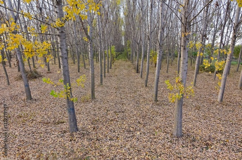 rural areas and landscapes. Autumn season and photos of trees and forests with yellowed leaves.