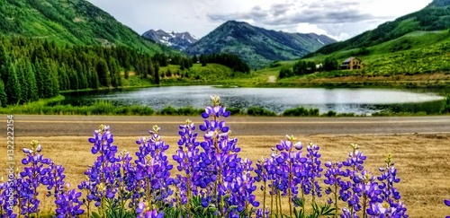 Roadside Purple Lupines near Mountain Lake in Crested Butte Colorado