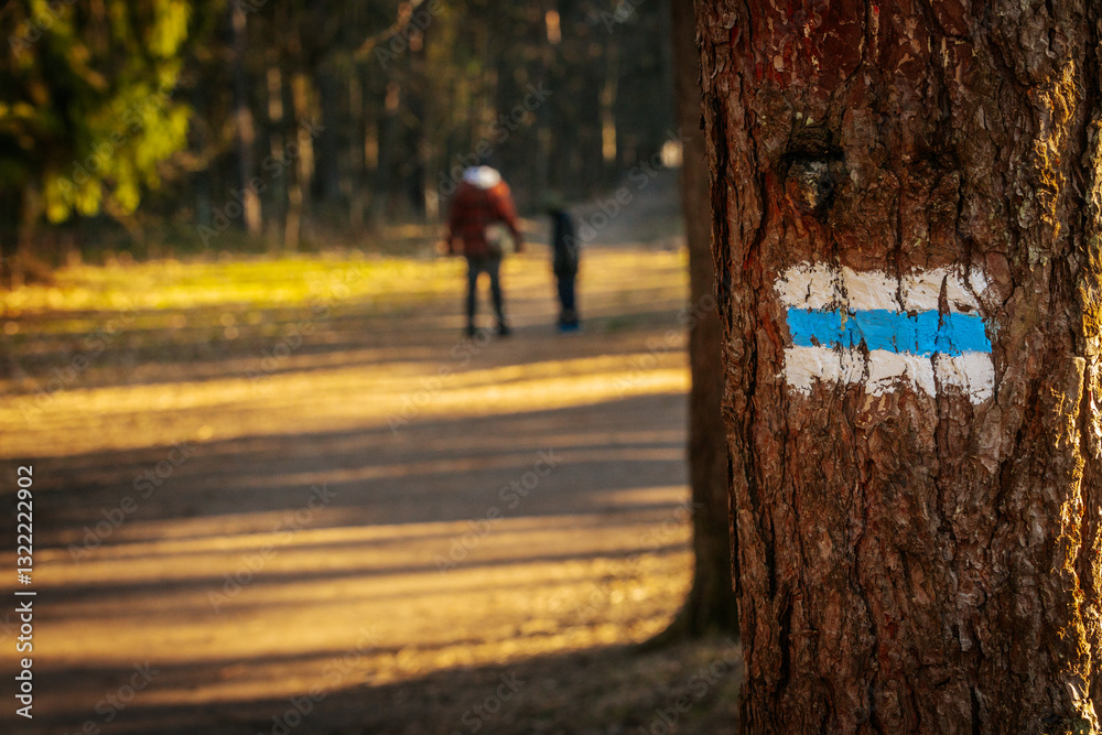 Obraz premium A close-up of a blue and white trail marker painted on a tree trunk. The textured bark and warm sunlight highlight the details, symbolizing direction for hikers and adventurers.