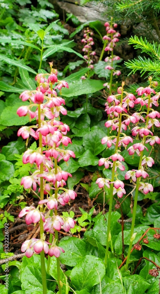 Bog Wintergreen Pyrola Asarifolia Spring Wildflower Blooms Bog Wintergreen Pyrola Asarifolia Spring Wildflower Blooms