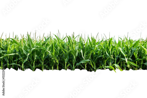 Green corn field growing under bright sunlight showcasing lush vegetation and healthy crop development in an agricultural setting