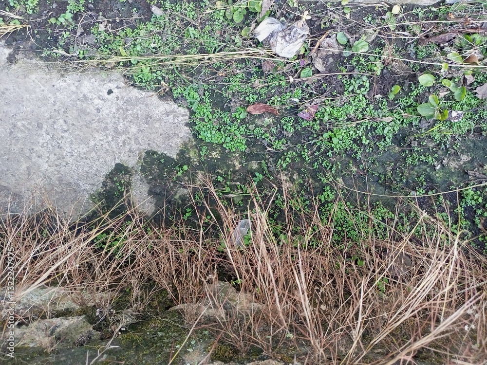 Patch of Concrete Slab Surrounded by Wild Vegetation (1) Patch of Concrete Slab Surrounded by Wild Vegetation (1)