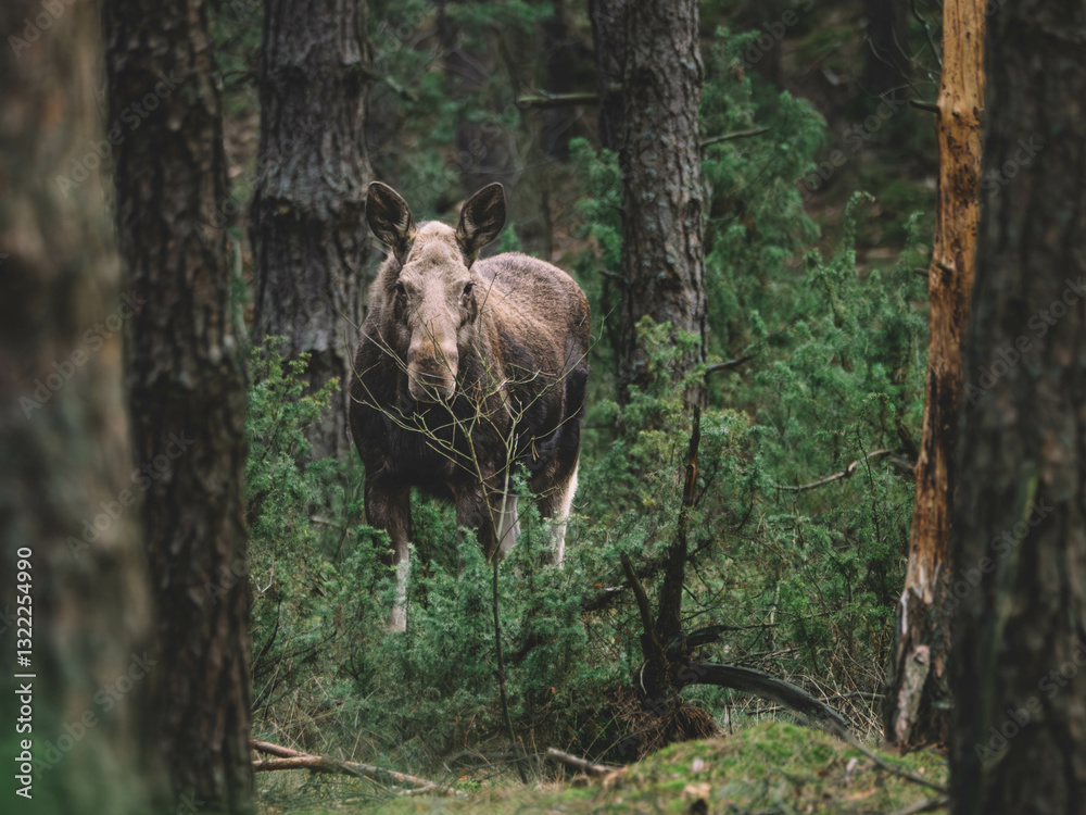 Obraz premium female moose looking out from the bushes