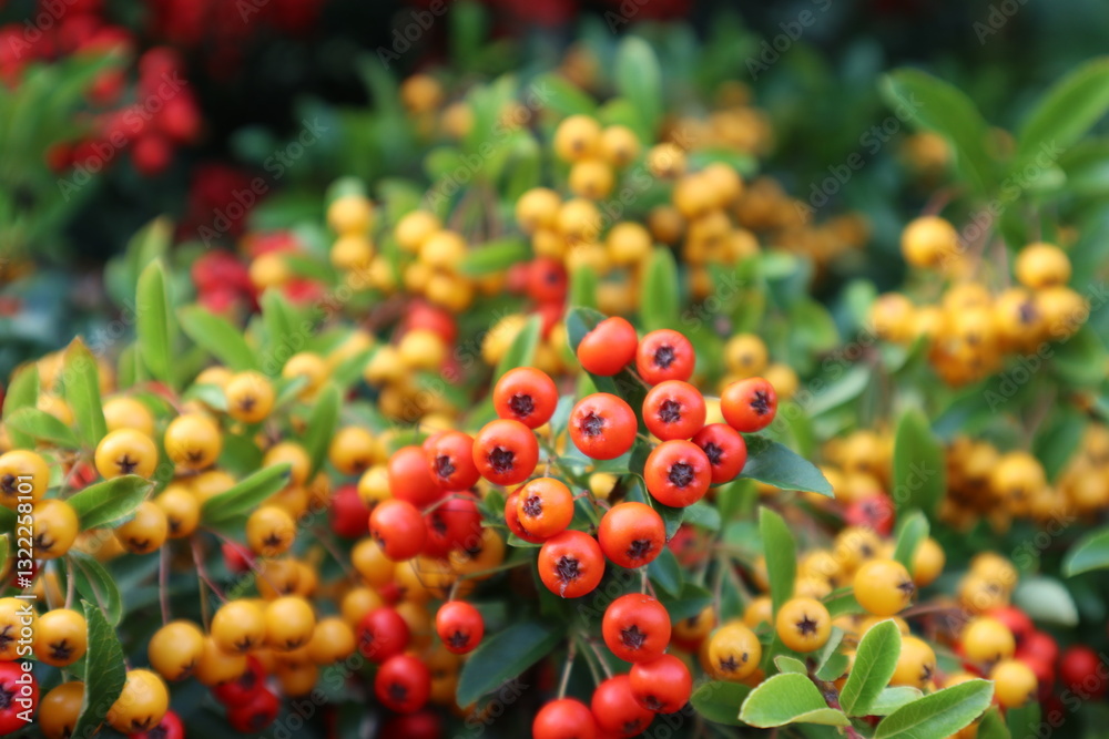 Obraz premium yellow and red berries of Shepherdia silvery