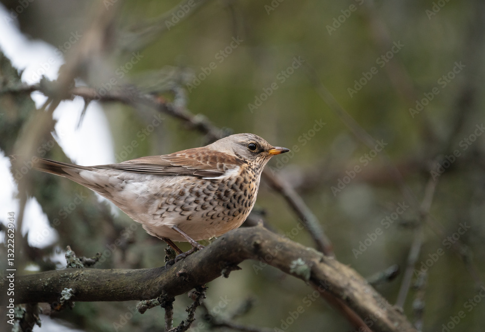 Fieldfare (Turdus pilaris) perched on a branch in a lush green forest, captured from a low angle in Sweden. Beautiful plumage and natural habitat are seen. Fieldfare (Turdus pilaris) perched on a branch in a lush green forest, captured from a low angle in Sweden. Beautiful plumage and natural habitat are seen.