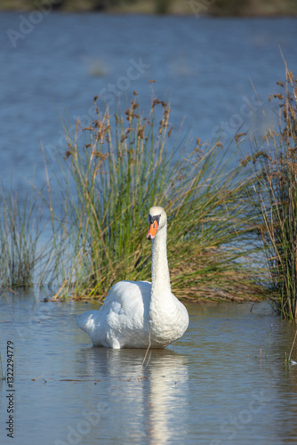 Fototapeta Naklejka Na Ścianę i Meble -  cygne dans un étang en Camargue	