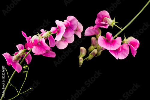 Two Lathyrus sweet pea twigs