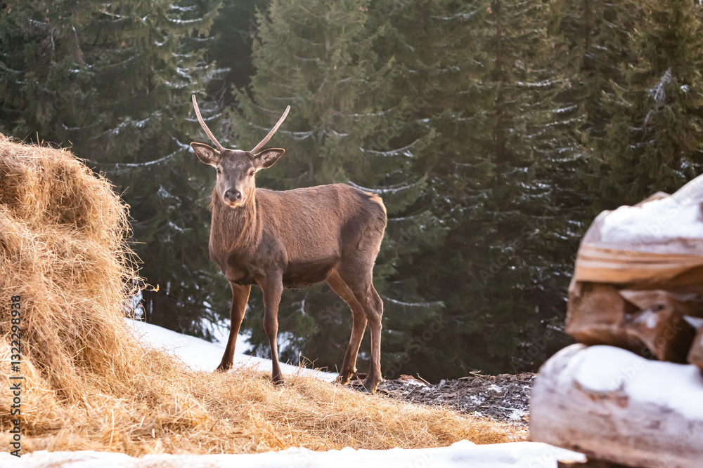 Young Deer (Cervus) animal walks on a slope and eats hay on a snowy hillside. Winter landscape in the mountains.