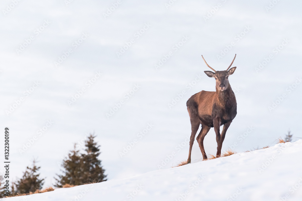 Young Deer (Cervus) walks on a slope and eats grass on a snowy hillside. Winter landscape in the mountains.