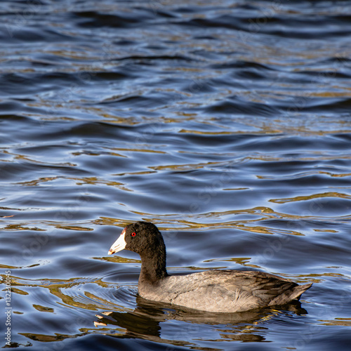 American Coot Swimming in Blue Water with Ripples – Wild Waterbird Photography