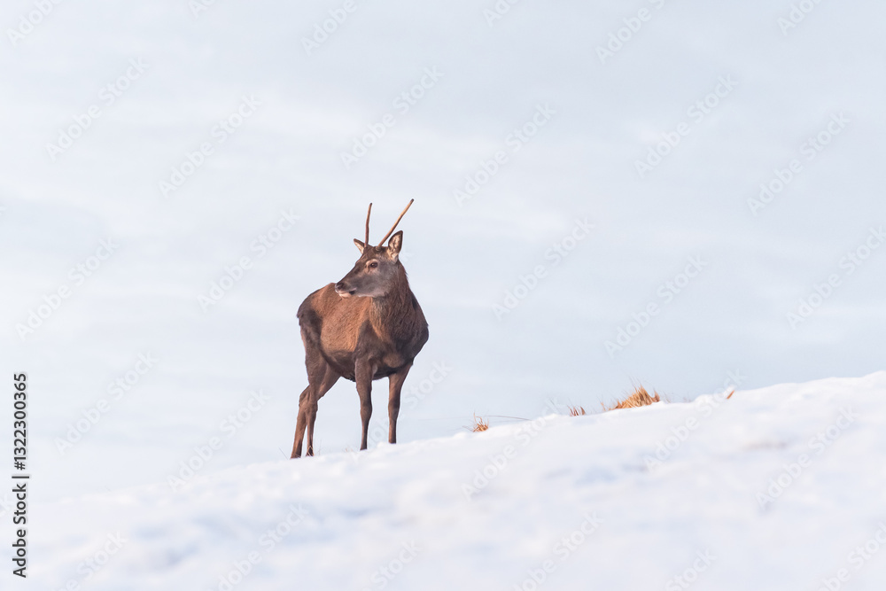 Young Deer (Cervus) walks on a slope and eats grass on a snowy hillside. Winter landscape in the mountains.