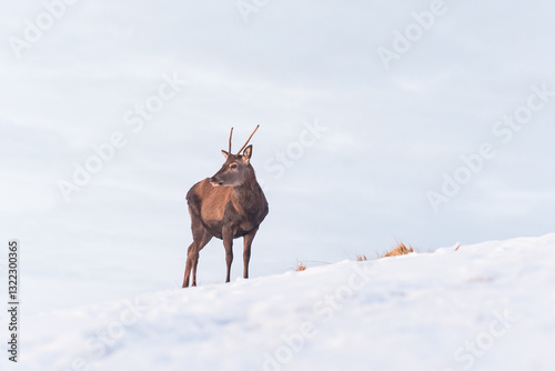 Obraz na płótnie Young Deer (Cervus) walks on a slope and eats grass on a snowy hillside. Winter landscape in the mountains. w salonie